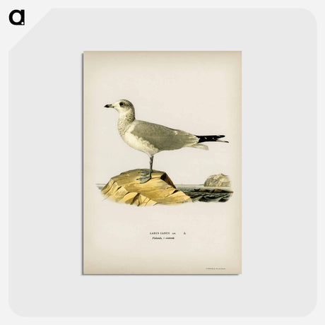 アートポストカード-Common Gull
 - スヴェンスカ フォグラル Postcard.