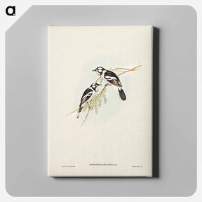 アートパネル-White-eared Flycatcher
 - オーストラリアの鳥 Canvas.