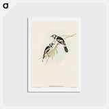 アートポストカード-White-eared Flycatcher
 - オーストラリアの鳥 Postcard.