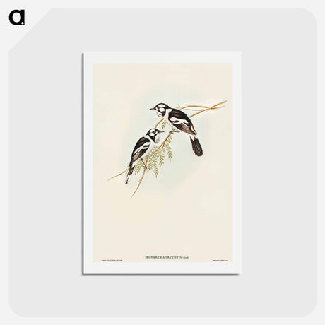 アートポストカード-White-eared Flycatcher
 - オーストラリアの鳥 Postcard.