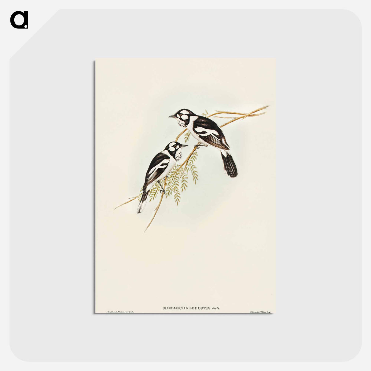 アートポストカード-White-eared Flycatcher
 - オーストラリアの鳥 Postcard.
