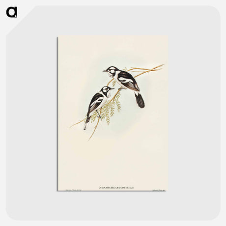 アートポストカード-White-eared Flycatcher
 - オーストラリアの鳥 Postcard.