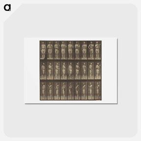 アートポストカード-Animal Locomotion
 - エドワード マイブリッジ Postcard.