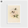 アートポストカード-Black-bellied Hummingbird
 - ジョン グールド Postcard.