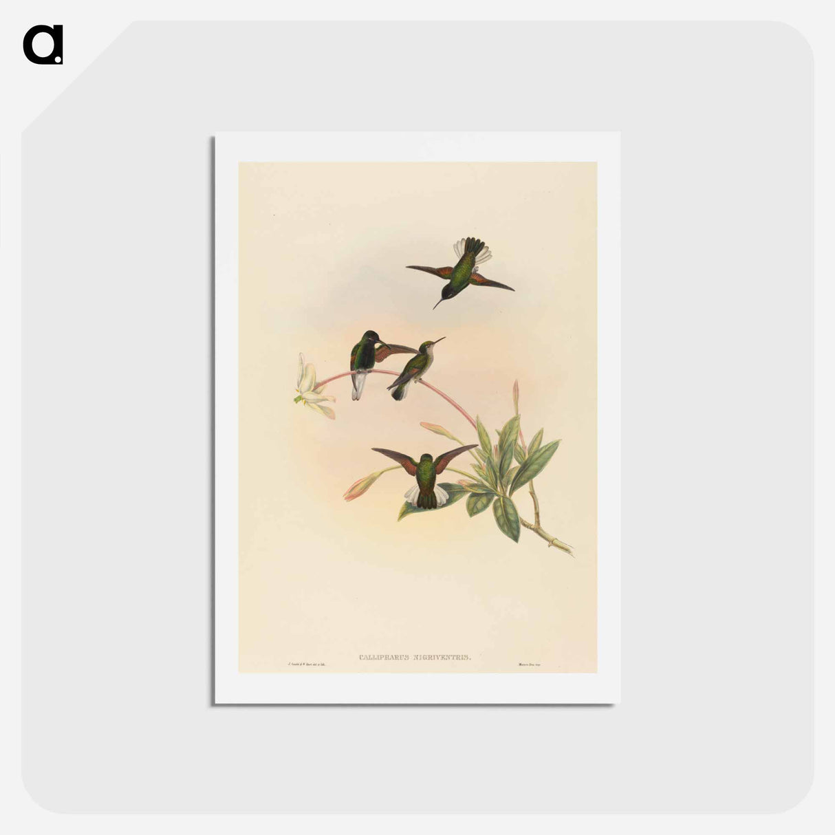 アートポストカード-Black-bellied Hummingbird
 - ジョン グールド Postcard.