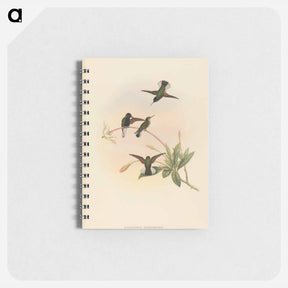 アートメモ帳-Black-bellied Hummingbird
 - ジョン グールド Memo.