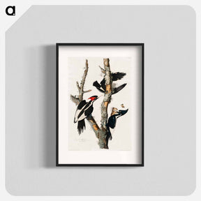 アートポスター-Ivory-billed Woodpecker
 - ジョン ジェームス オーデュボン Poster.
