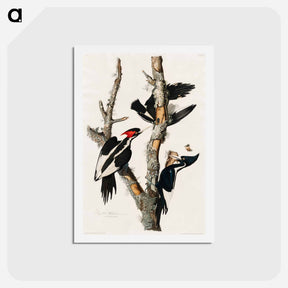 アートポストカード-Ivory-billed Woodpecker
 - ジョン ジェームス オーデュボン Postcard.