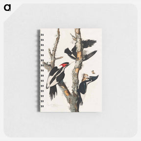 アートメモ帳-Ivory-billed Woodpecker
 - ジョン ジェームス オーデュボン Memo.