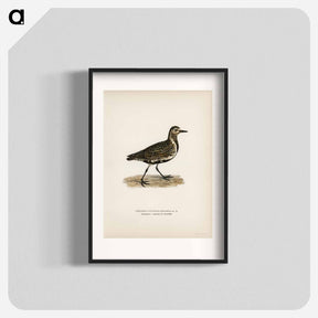 アートポスター-European Golden-Plover
 - スヴェンスカ フォグラル Poster.