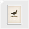 アートポストカード-European Golden-Plover
 - スヴェンスカ フォグラル Postcard.