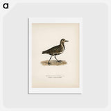 アートポストカード-European Golden-Plover
 - スヴェンスカ フォグラル Postcard.