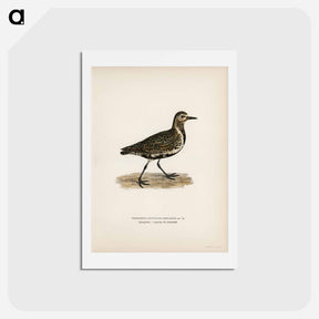 アートポストカード-European Golden-Plover
 - スヴェンスカ フォグラル Postcard.
