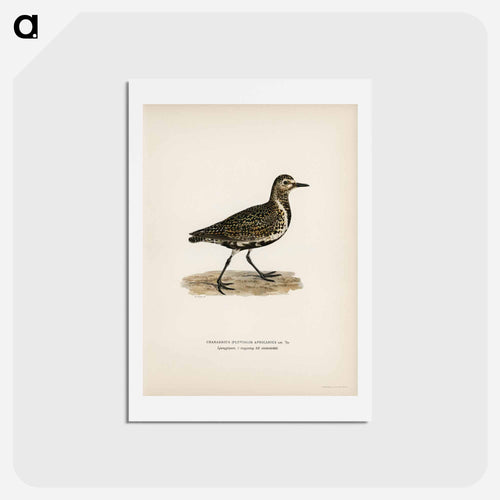 European Golden-Plover
 - スヴェンスカ フォグラル Postcard.