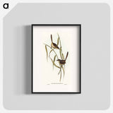 Long-billed Bristle Bird
 - オーストラリアの鳥 Poster.