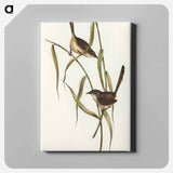 Long-billed Bristle Bird
 - オーストラリアの鳥 Canvas.