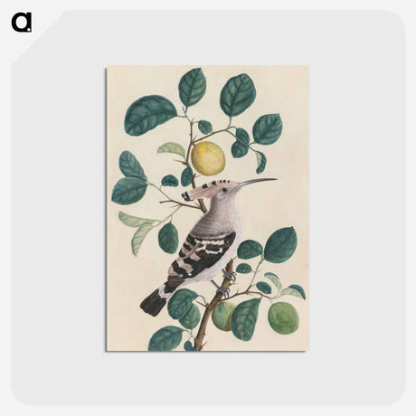 アートポストカード-Cleveland Museum of Art
 - クリーブランド美術館 Postcard.