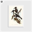 アートポストカード-White-backed Crow-Shrike
 - ジョン グールド Postcard.