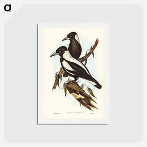 アートポストカード-White-backed Crow-Shrike
 - ジョン グールド Postcard.