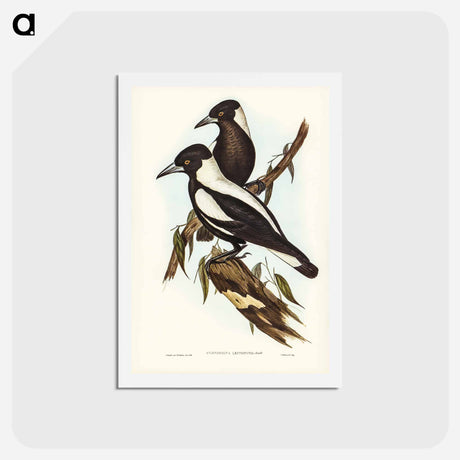 アートポストカード-White-backed Crow-Shrike
 - ジョン グールド Postcard.