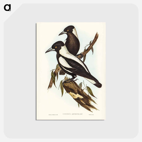 アートポストカード-White-backed Crow-Shrike
 - ジョン グールド Postcard.