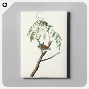 アートパネル-Chipping Sparrow
 - ジョン ジェームス オーデュボン Canvas.