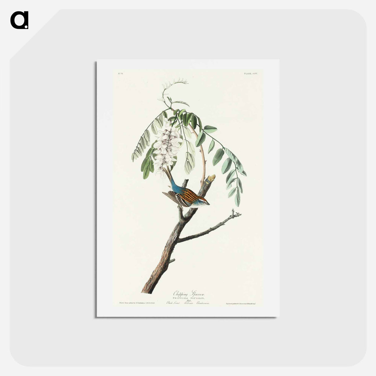 Chipping Sparrow
 - ジョン ジェームス オーデュボン Postcard.