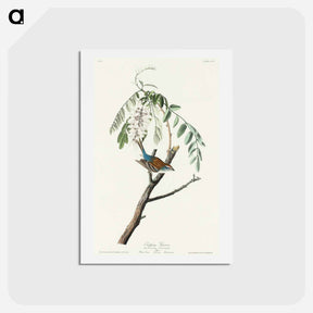 アートポストカード-Chipping Sparrow
 - ジョン ジェームス オーデュボン Postcard.