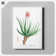 アートパネル-Aloe Socotrina - ピエール ジョゼフ ルドゥーテ Canvas.