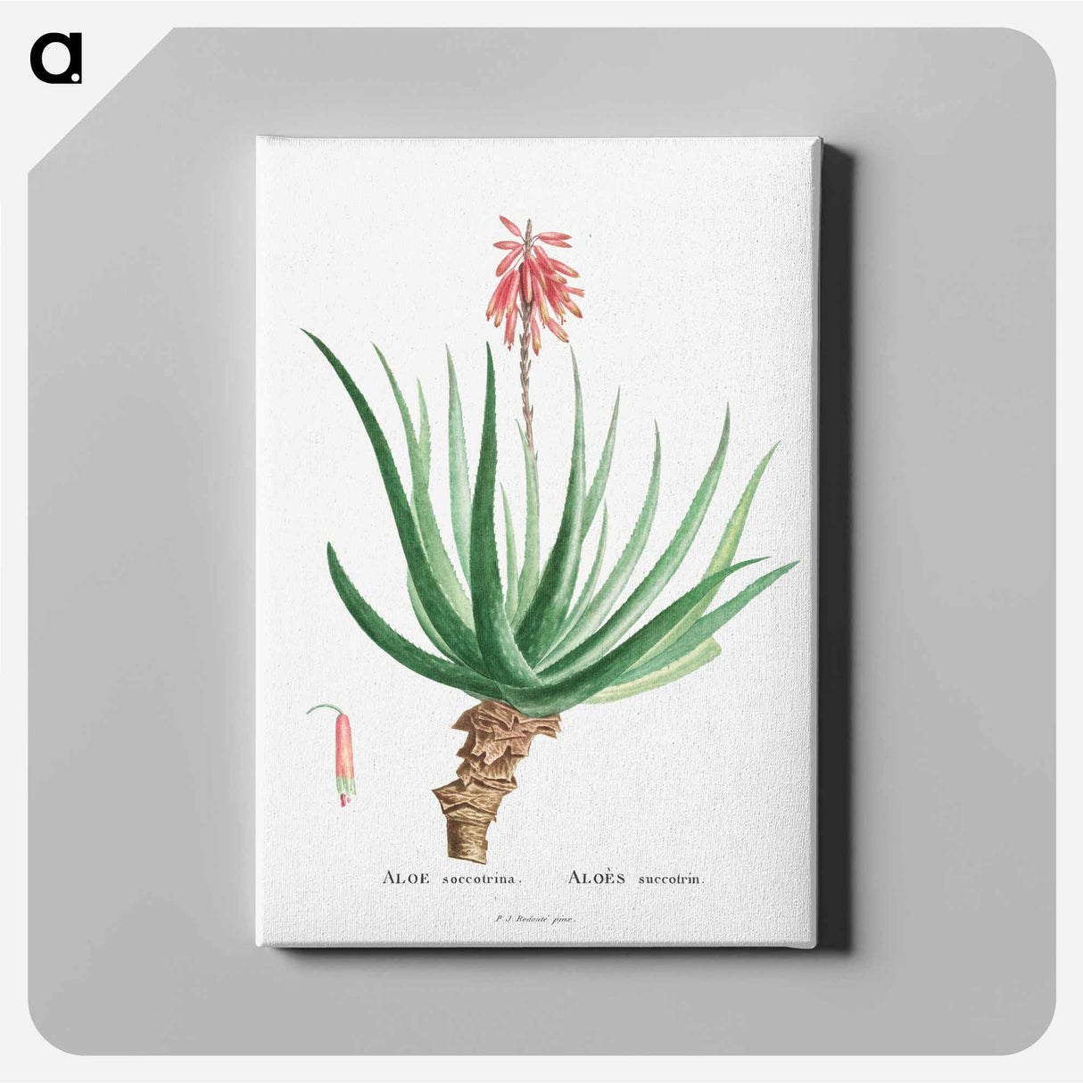アートパネル-Aloe Socotrina - ピエール ジョゼフ ルドゥーテ Canvas.