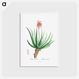 アートポストカード-Aloe Socotrina - ピエール ジョゼフ ルドゥーテ Postcard.