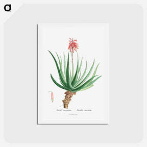 アートポストカード-Aloe Socotrina - ピエール ジョゼフ ルドゥーテ Postcard.