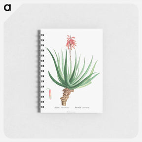 アートメモ帳-Aloe Socotrina - ピエール ジョゼフ ルドゥーテ Memo.