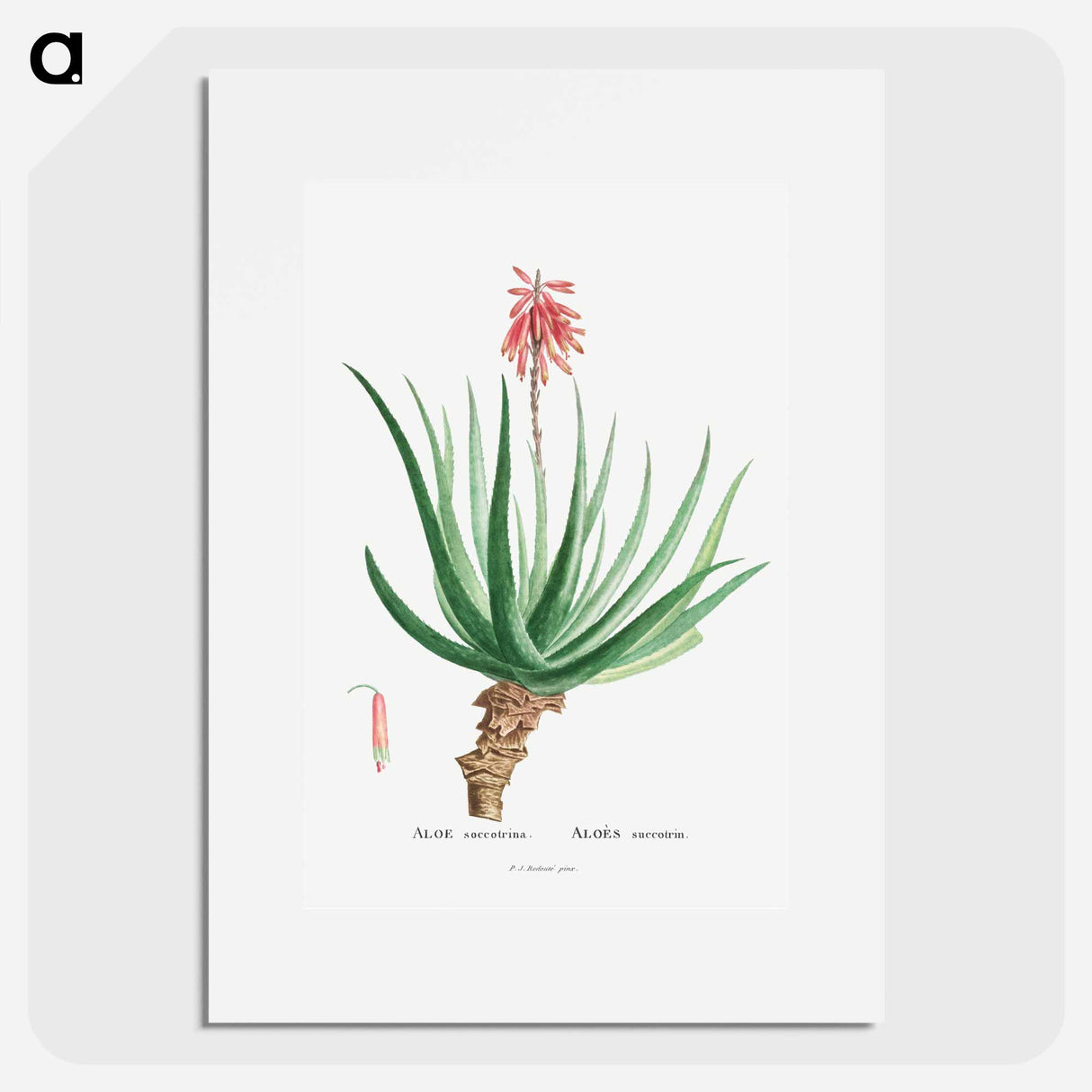 Aloe Socotrina - ピエール ジョゼフ ルドゥーテ Poster.