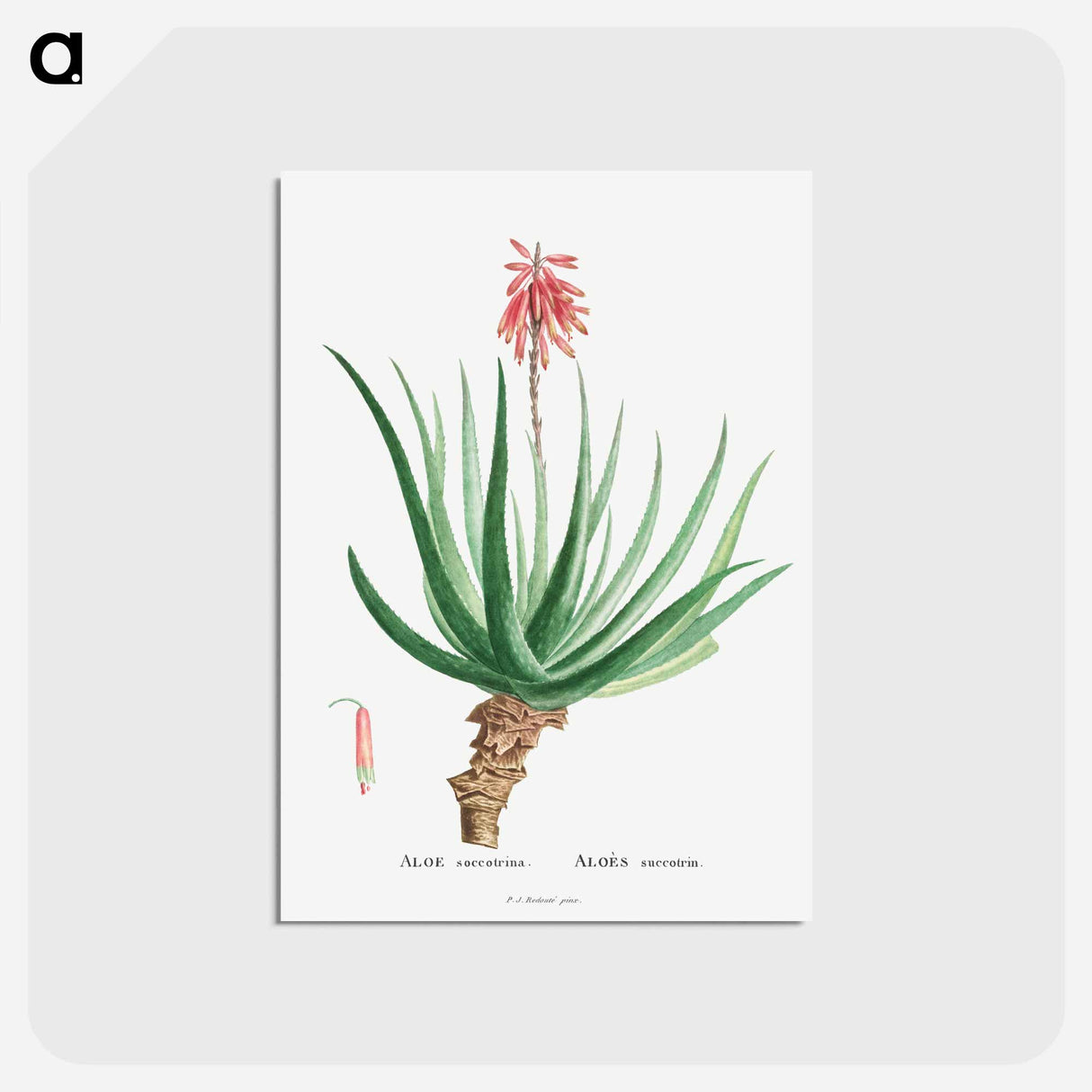 アートポストカード-Aloe Socotrina - ピエール ジョゼフ ルドゥーテ Postcard.