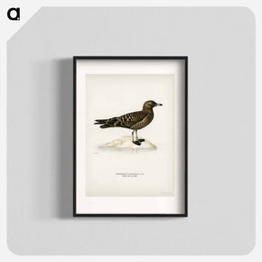 アートポスター-Parasitic Jaeger
 - スヴェンスカ フォグラル Poster.