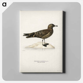 アートパネル-Parasitic Jaeger
 - スヴェンスカ フォグラル Canvas.