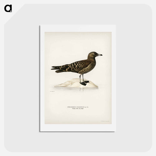 Parasitic Jaeger
 - スヴェンスカ フォグラル Postcard.