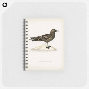アートメモ帳-Parasitic Jaeger
 - スヴェンスカ フォグラル Memo.