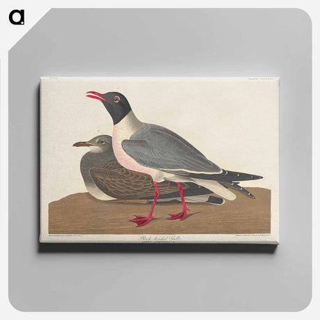 アートパネル-Black-headed Gull from Birds of America
 - アメリカの鳥たち Canvas.