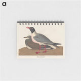 アートメモ帳-Black-headed Gull from Birds of America
 - アメリカの鳥たち Memo.
