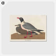 アートポストカード-Black-headed Gull from Birds of America
 - アメリカの鳥たち Postcard.