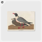 アートポストカード-Black-headed Gull from Birds of America
 - アメリカの鳥たち Postcard.