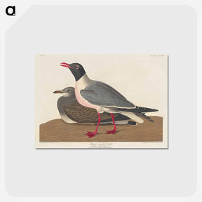 アートポストカード-Black-headed Gull from Birds of America
 - アメリカの鳥たち Postcard.