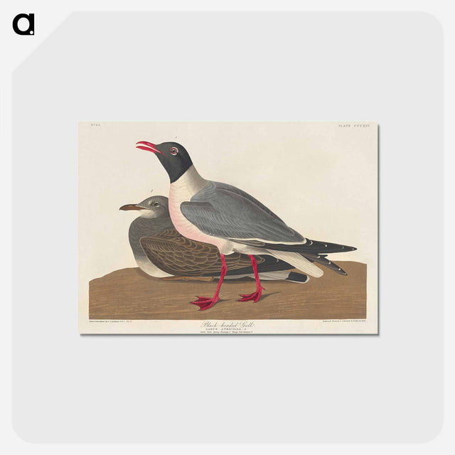 アートポストカード-Black-headed Gull from Birds of America
 - アメリカの鳥たち Postcard.