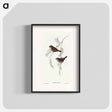 アートポスター-Fire-tailed Finch
 - オーストラリアの鳥 Poster.
