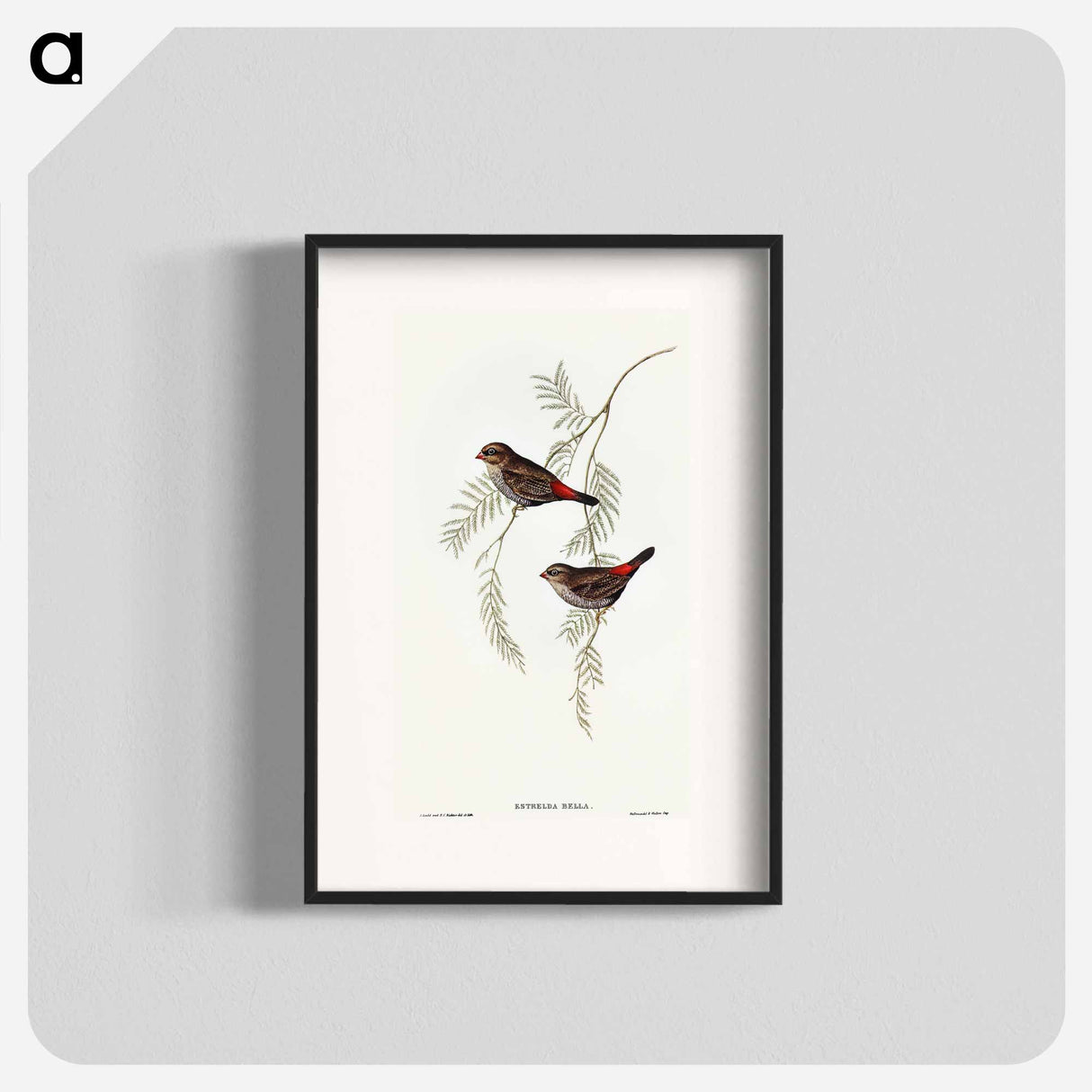 アートポスター-Fire-tailed Finch
 - オーストラリアの鳥 Poster.