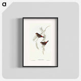 アートポスター-Fire-tailed Finch
 - オーストラリアの鳥 Poster.