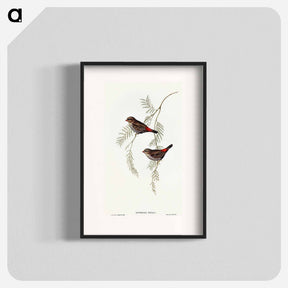 アートポスター-Fire-tailed Finch
 - オーストラリアの鳥 Poster.