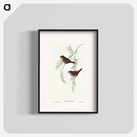 アートポスター-Fire-tailed Finch
 - オーストラリアの鳥 Poster.